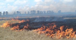 МЧС прогнозирует запах гари по ночам в Астрахани